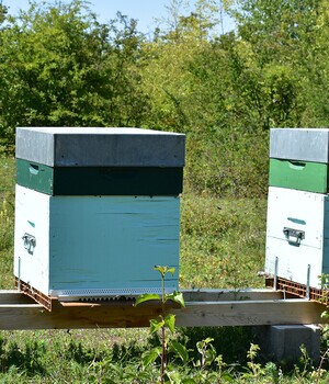 Une petite... et une longue histoire du miel