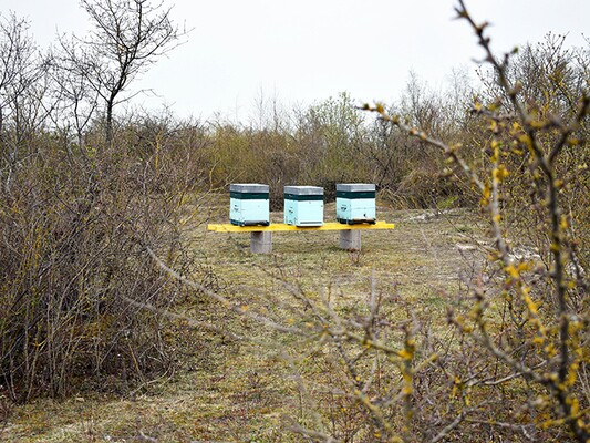 Ruches du fort de la Pompelle 