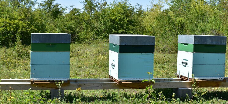 Une petite... et une longue histoire du miel