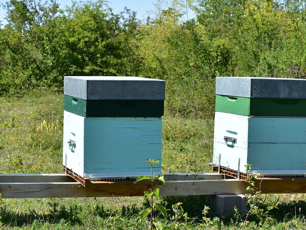 Une petite... et une longue histoire du miel